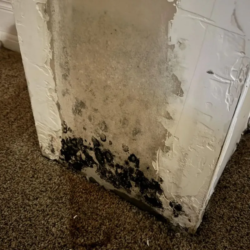 Professional Mold Removal in Woodlake, CA